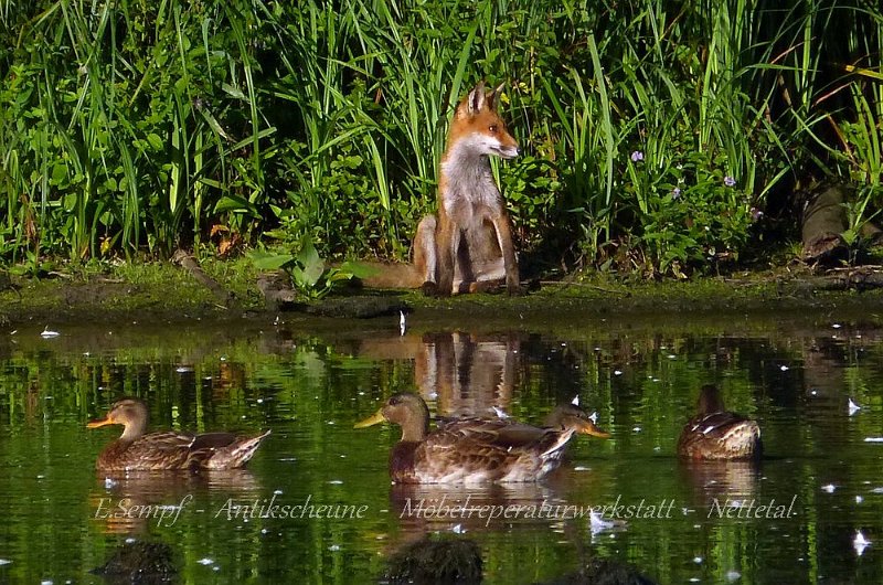 Fuchs Biotop Nettetal de Wittsee